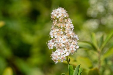 Close up of white meadowsweet (spiraea alba) flowers in bloom clipart