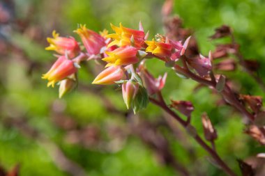 Çiçekler açan glaucous echeveria (echeveria secunda) çiçeklerini kapat