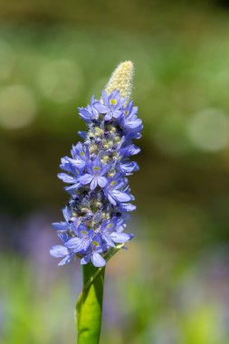 Bir toplayıcı otunun (pontederia cordata) çiçeklerini kapat