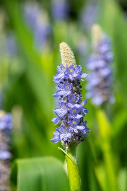 Bir toplayıcı otunun (pontederia cordata) çiçeklerini kapat