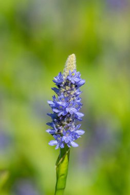 Bir toplayıcı otunun (pontederia cordata) çiçeklerini kapat