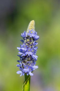 Bir toplayıcı otunun (pontederia cordata) çiçeklerini kapat