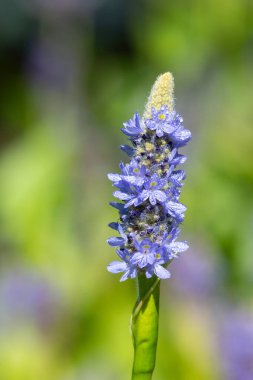 Close up of flowers on a pickerel weed (pontederia cordata) plant clipart