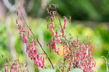 Close up of cape fuchsias (phygelius capensis) in bloom clipart