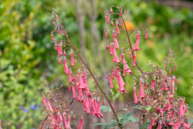 Cape fuchsias 'ın (phygelius capensis) açılışını kapat