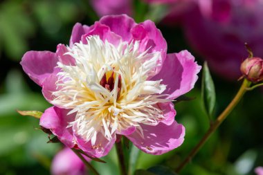 Çiçek açmış bir Çin şakayığına (peeonia lactiflora) yakın plan