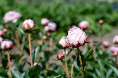 Çiçek açmış bir Çin şakayığına (peeonia lactiflora) yakın plan