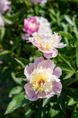 Close up of a Chinese peony (paeonia lactiflora) flower in bloom clipart