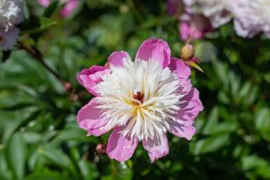 Close up of a Chinese peony (paeonia lactiflora) flower in bloom clipart