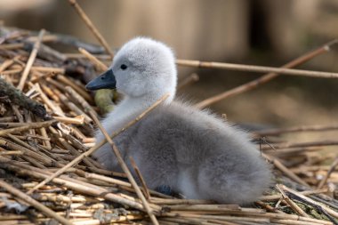 Yuvada yeni doğmuş bir kuğunun portresi (cygnus olor) cygnet