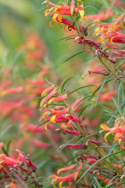Meksika lobeliası (lobelia laksiflora) çiçek açmış