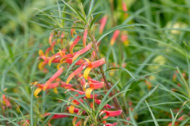 Mexican lobelia (lobelia laxiflora) flowers in bloom clipart