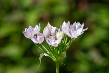 Çiçek açmış bir Amerikan sarımsağına (allium unifolium) yakın plan