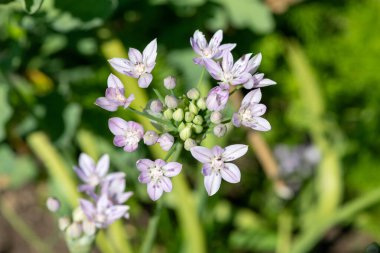 Çiçek açmış bir Amerikan sarımsağına (allium unifolium) yakın plan