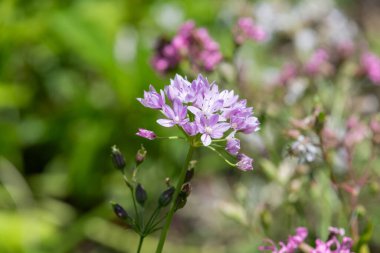 Çiçek açmış bir Amerikan sarımsağına (allium unifolium) yakın plan