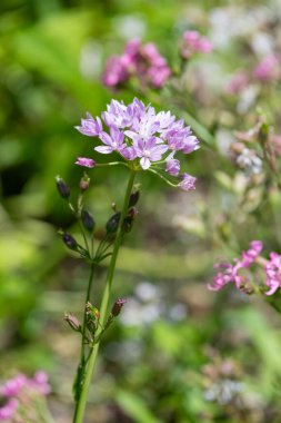 Çiçek açmış bir Amerikan sarımsağına (allium unifolium) yakın plan