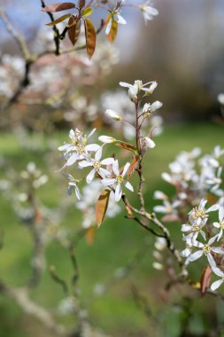 Çiçek açan yumuşak servis çileklerine (amelanchier laevis) yakın plan