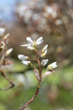 Çiçek açan yumuşak servis çileklerine (amelanchier laevis) yakın plan