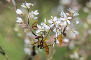 Çiçek açan yumuşak servis çileklerine (amelanchier laevis) yakın plan