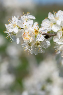 Close up of Chickasaw plum (prunus angustifolia) blossom clipart