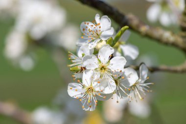 Chickasaw eriğinin Macro shot 'ı (prunus angustifolia)