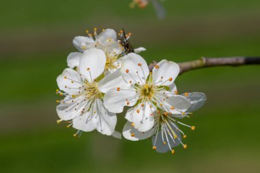 Macro shot of Chickasaw plum (prunus angustifolia) blossom clipart