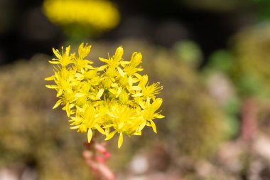Çiçeklerin açtığı ısıran taş (sedum acre) çiçeklerine yaklaş