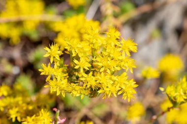Çiçeklerin açtığı ısıran taş (sedum acre) çiçeklerine yaklaş