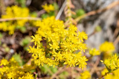 Çiçeklerin açtığı ısıran taş (sedum acre) çiçeklerine yaklaş