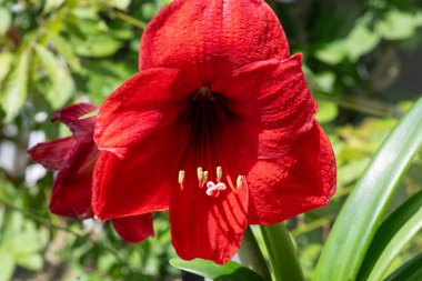 Çiçek açmış kırmızı bir Amaryllis çiçeğine yaklaş