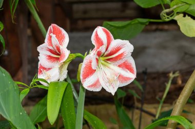 Close up of a red and white amaryllis  flower in bloom clipart