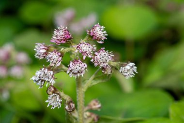Kış helezonuna (petasite pyrenaicus) çiçek açar.