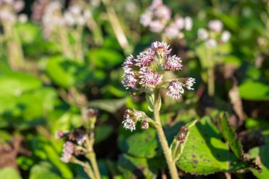 Kış helezonuna (petasite pyrenaicus) çiçek açar.