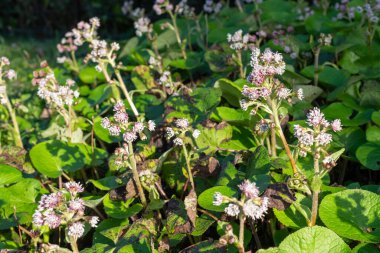 Kış helezonuna (petasite pyrenaicus) çiçek açar.