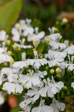 Beyaz bahçe lobelyasının (lobelia erinus) çiçekleri çiçek açarken kapat