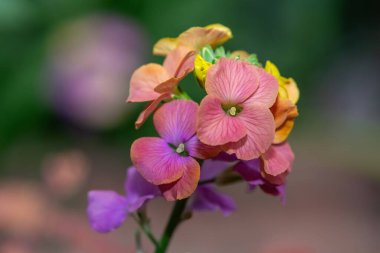 Close up of pink wallflowers in bloom clipart