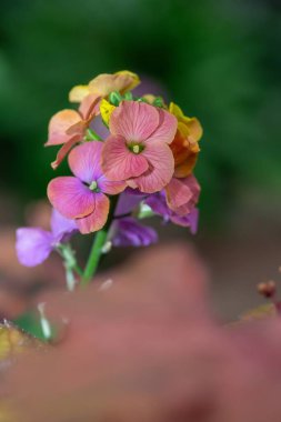 Close up of pink wallflowers in bloom clipart