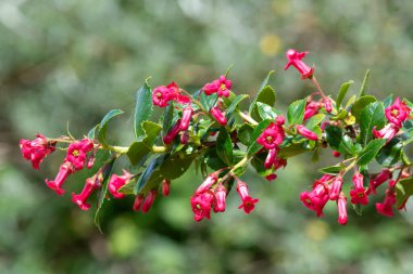 Escallonia yakut çiçeklerinin açılışını kapat.