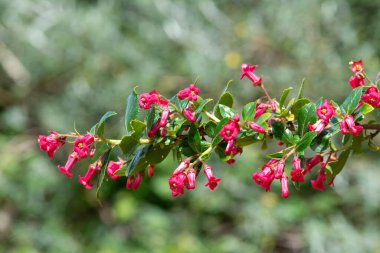 Close up of escallonia rubra flowers in bloom clipart