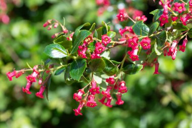 Escallonia yakut çiçeklerinin açılışını kapat.