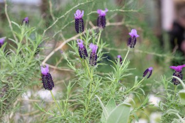 Closer up of French lavender (lavandula stoechas) in bloom clipart