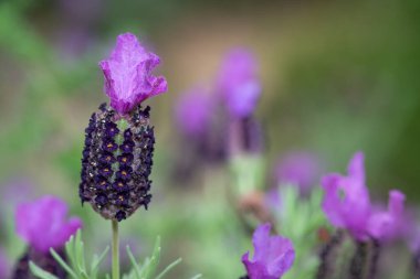 Fransız lavantası (lavandula stoechas) çiçek açar.