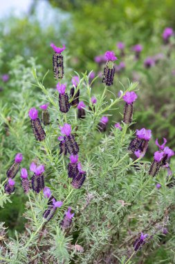 Closer up of French lavender (lavandula stoechas) in bloom clipart