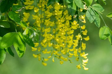 Çiçek açan laburum (laburnum anagyroides) çiçeklerini kapat