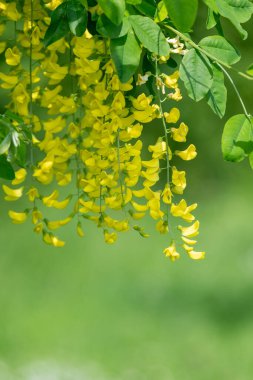 Çiçek açan laburum (laburnum anagyroides) çiçeklerini kapat