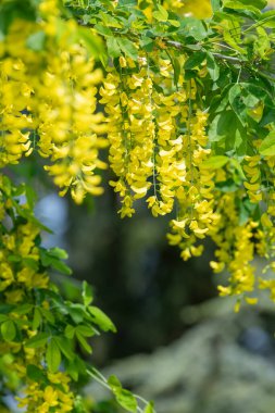 Çiçek açan laburum (laburnum anagyroides) çiçeklerini kapat