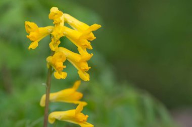 Sarı Corydalis (psödofumaria lutea) çiçekleri çiçek açmış.