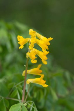 Sarı Corydalis (psödofumaria lutea) çiçekleri çiçek açmış.