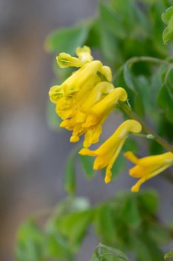 Sarı Corydalis (psödofumaria lutea) çiçekleri çiçek açmış.