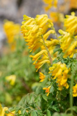 Macro shot of yellow corydalis (pseudofumaria lutea) flowers in bloom clipart